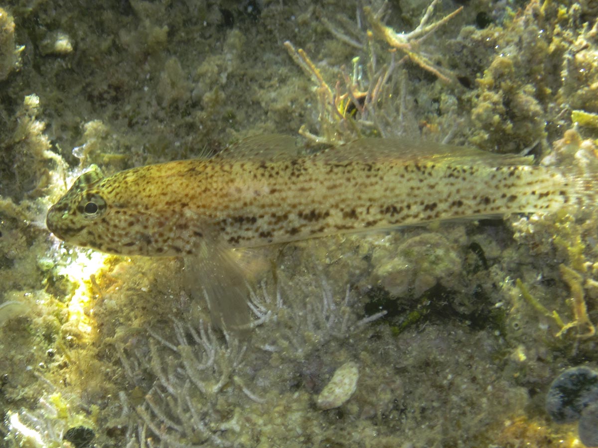 Gobius bucchichi